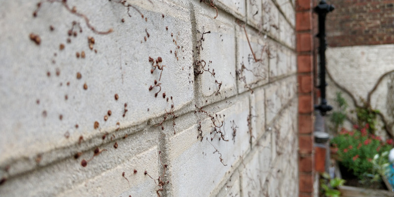 La végétation en façade (1)