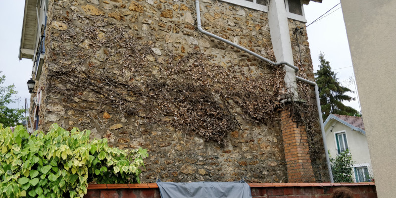 La végétation en façade (4)